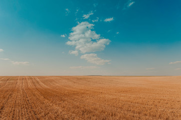 field of wheat landscape