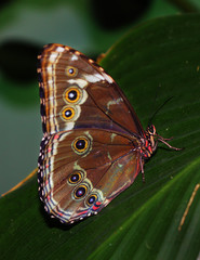 Butterfly in amazon jungle