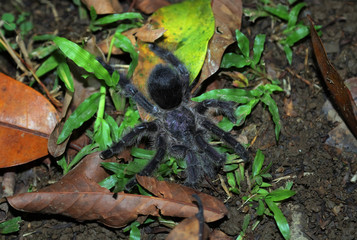 Tarantula spider in amazon jungle