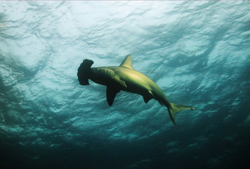 Galapagos hammerhead sharks - obrazy, fototapety, plakaty