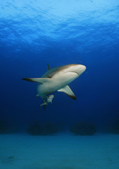 Shark's belly and face, shot from below