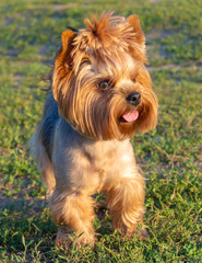 yorkshire terrier looking into the distance on grass