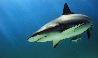 Caribbean shark turning in front of camera