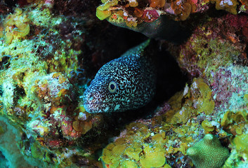Fototapeta na wymiar Spotted moray eel