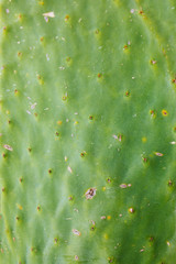 Green abstract cactus plant or leaf texture surface pattern background. Green cactus leaf. Barbary fig (opuntia ficus indica) or prickly pear cactus leaf macro detail. 