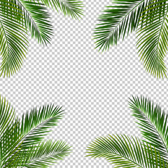 Fototapeta na wymiar Frame With Palm Leaf Isolated Transparent Background