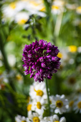 a bouquet of bright spring flowers of various types
