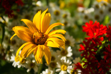 a bouquet of bright spring flowers of various types