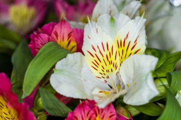 Fototapeta na wymiar Beautiful gift bouquet of various colorful decorative summer flowers