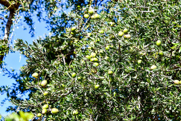 Argan trees and the goats on the way between Marrakesh and Essaouira in Morocco