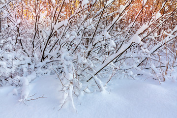 Beautiful winter landscape. Snow-covered branches of bushes in the light of sunset, can be used as a background or texture