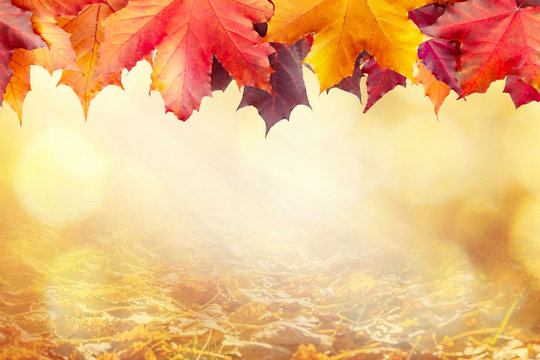Beautiful golden autumn blurred background with a border of maple leaves