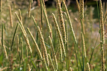 Fototapeta na wymiar Close up of grass in a field