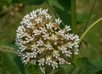 Close up of white milkweed flowers