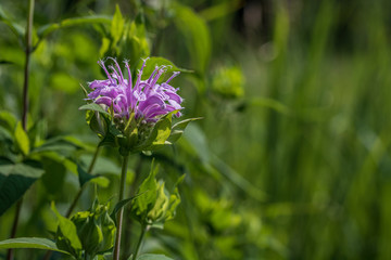 Macro view of isolate bee balm flower