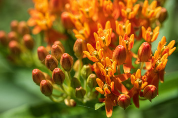 Fototapeta premium Close up of butterfly weed flowers and buds