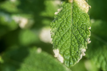 Pineapple mint leaf in morning dew