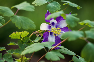 Purple and white columbine flower