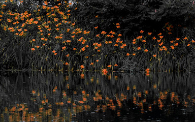 orange lilies with black and white background in water