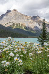 Fototapeta na wymiar Autumn daisies provide pretty foreground, Emerald Lake and Wapta Mountain.