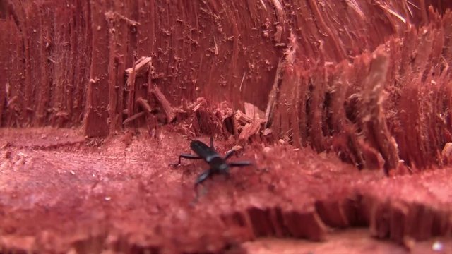 Charan&ccedil;on &agrave; long museau se d&eacute;pla&ccedil;ant sur un tronc rouge coup&eacute; &agrave; Madagascar en macro