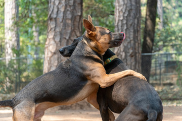 Dogs playing in the park