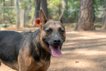 Dog in the park