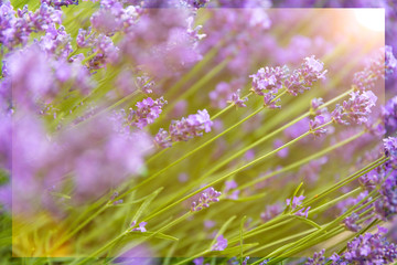 sunny lilac floral backgrounds