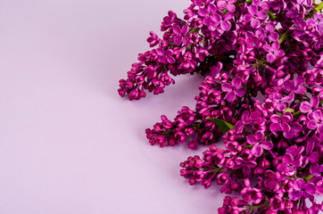Greeting card, banner of flowers lilac on bright background. 