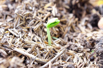 green Young Plant Growing for business concept.