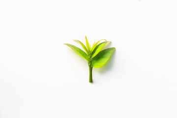 green leaf on white background
