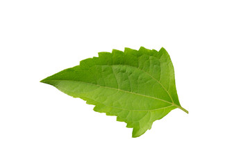green leaf on white background