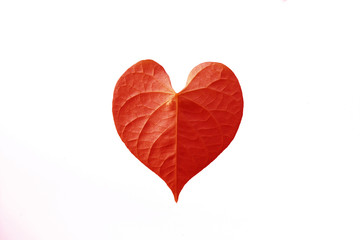 red heart leaf shaped on white background