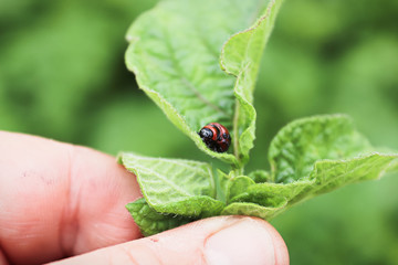 Potato leaves held by fingers showing a Colorado Beetle larvae