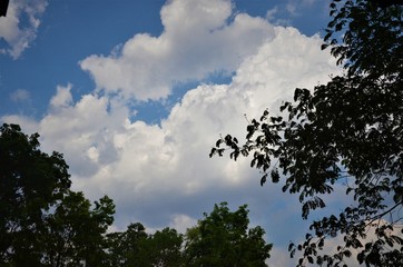 leaf view in the sky