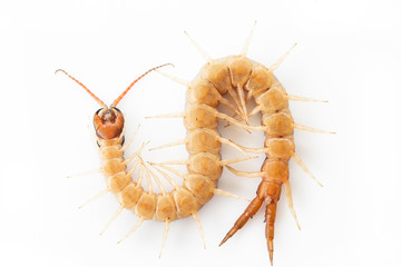 Centipedes on white background. Chilopoda from nature.