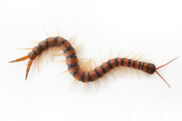 Centipedes on white background. Chilopoda from nature.