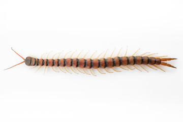 Centipedes on white background. Chilopoda from nature.