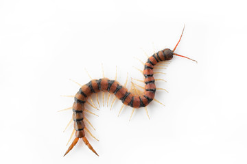 Centipedes on white background. Chilopoda from nature.