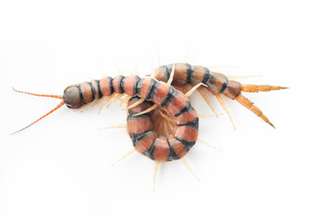 Centipedes on white background. Chilopoda from nature.