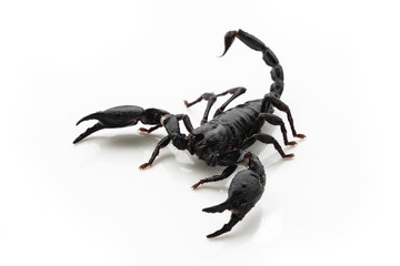 Scorpion on white background, poisonous sting at the end of its jointed tail, which it can hold curved over the back. Most kinds live in tropical and subtropical areas.