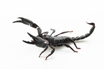 Scorpion on white background, poisonous sting at the end of its jointed tail, which it can hold curved over the back. Most kinds live in tropical and subtropical areas.