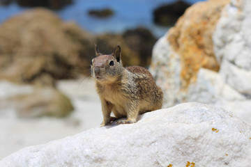 squirrel sitting on a rock at the beach
