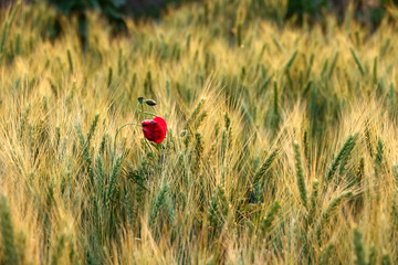 close up agricultural background image from shiny wheat field under sunlight