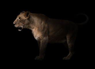Fototapeta na wymiar female lion walking in dark background
