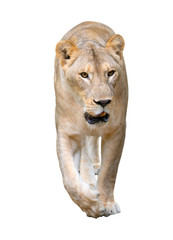female lion walking isolated on white background