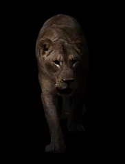 Fototapeten weiblicher Löwe, der im dunklen Hintergrund läuft © anankkml