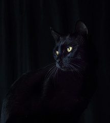 Furry black cat, with yellow eyes, sitting in the dark