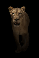 Fototapeta na wymiar female lion walking in dark background