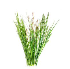 Set of wild green grass on white background.